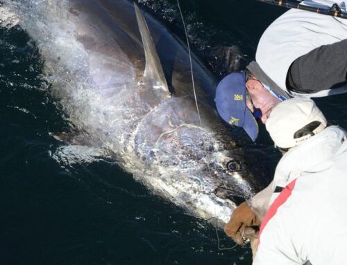 Nova Scotia Tuna Charters